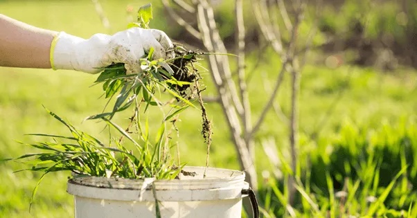 Gardening